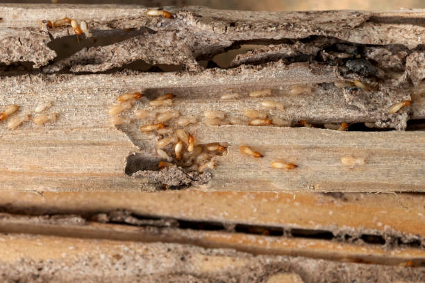 Best Flea Control Services  in North Plainfield, NJ