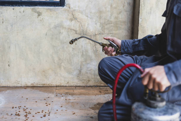 Wasp Removal Services in North Plainfield, NJ